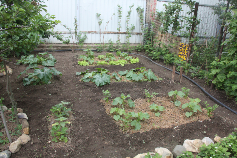 Сорняки вы мои, сорнячочки!