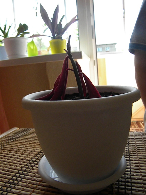 Моя оранжерея!