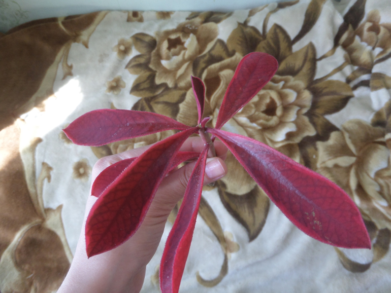 Помогите опознать