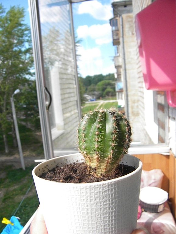 Моя оранжерея!