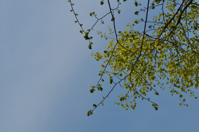 сын -папарацци))