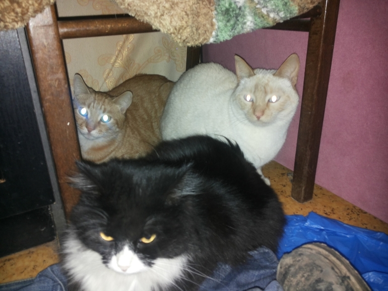 Киски ищут новый дом