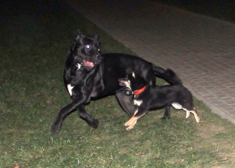 Сиба Ину подросла)