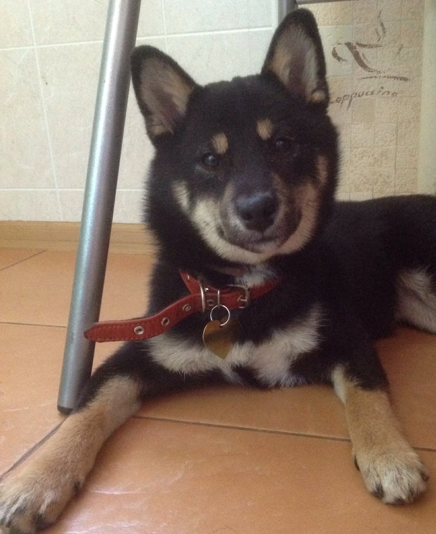 Сиба Ину подросла)