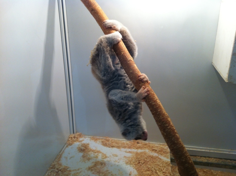 Стрижка и обезъянки