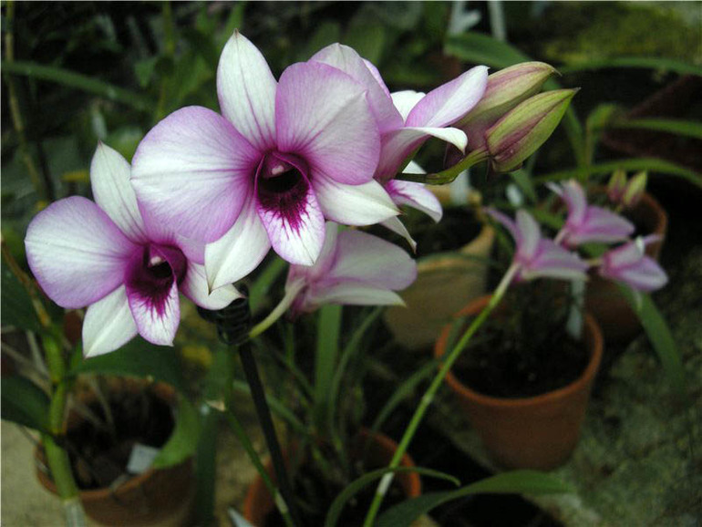 Дендробиум фаленопсис гибридный