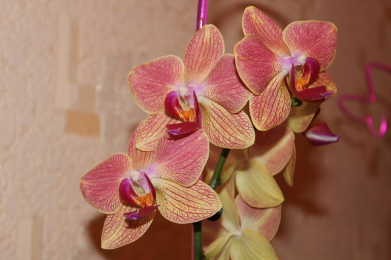 Орхидея зацвела, и радует глаз