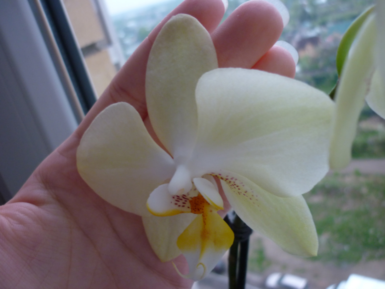 Вот моя красавица