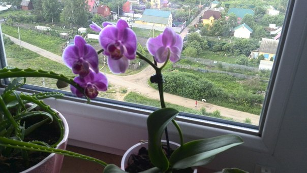 Моя новая красотка)