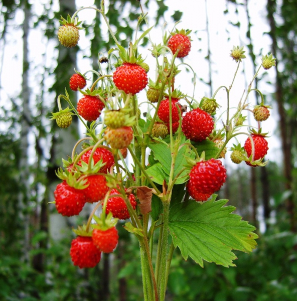 Посоветуйте!