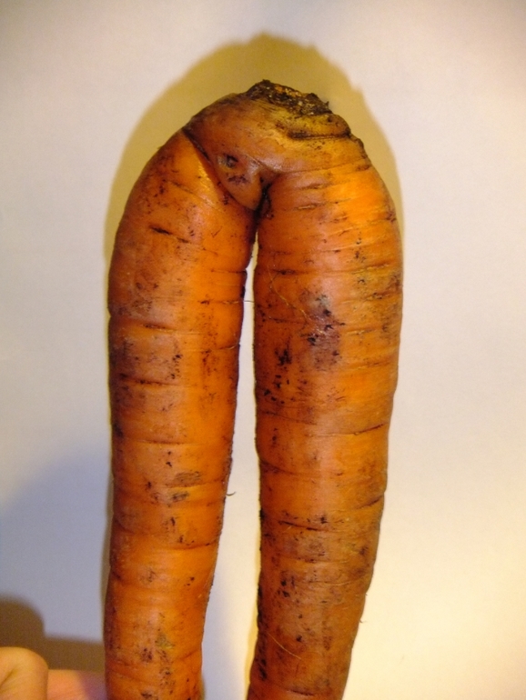 Как вам морковка?Похоже,новый сорт Весенняя Эротическая:)