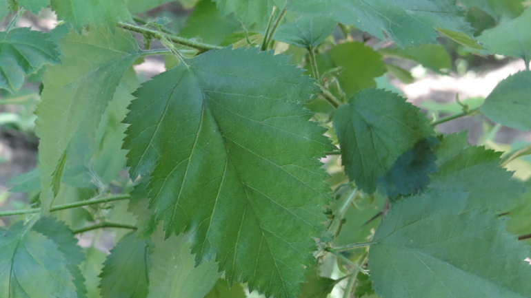 Помогите опознать кустарники и вредителя!