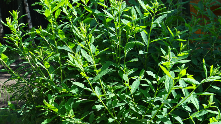 Помогите опознать кустарники и вредителя!