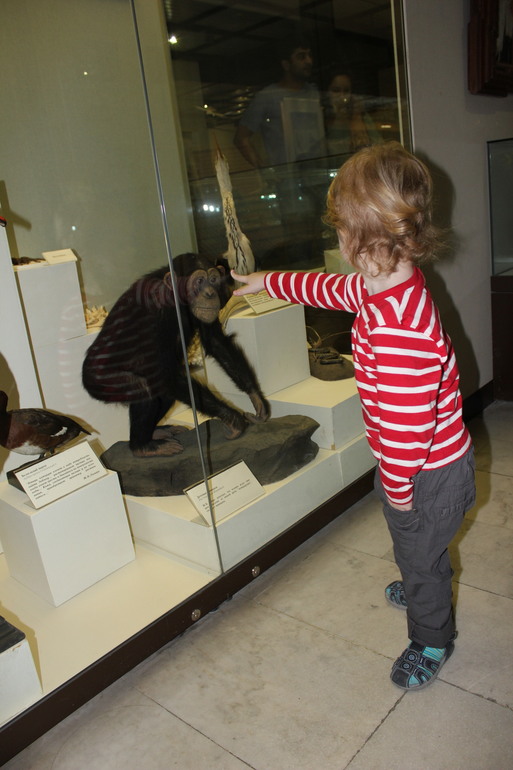 В Дарвиновском музее