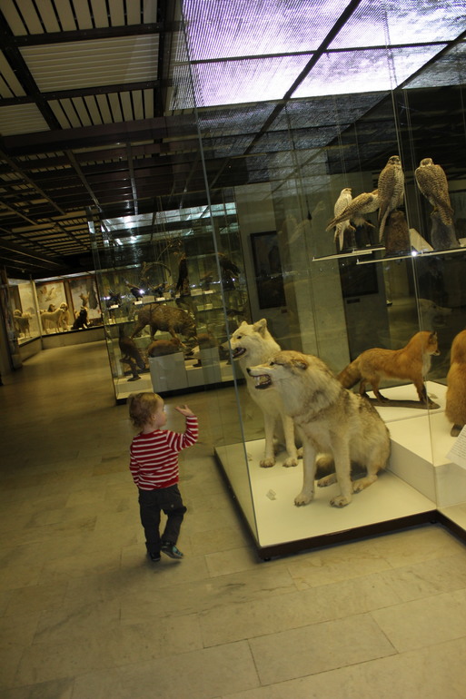 В Дарвиновском музее
