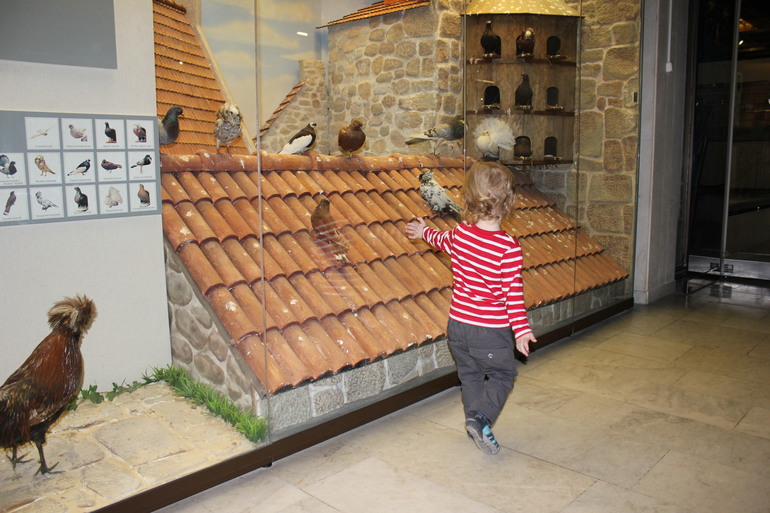 В Дарвиновском музее