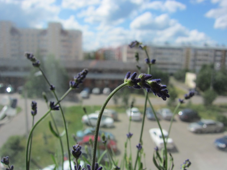 Лаванда! Срочно!