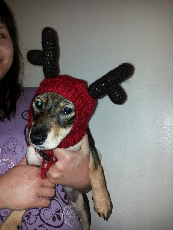 Собачьи шапки