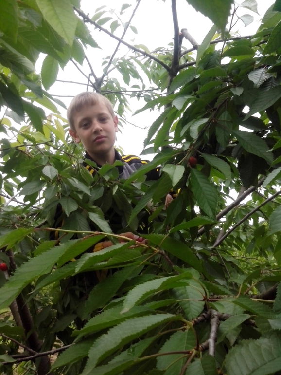 У нас есть свой BOSCO di CILIEGI ))))) -"черешневый лес"