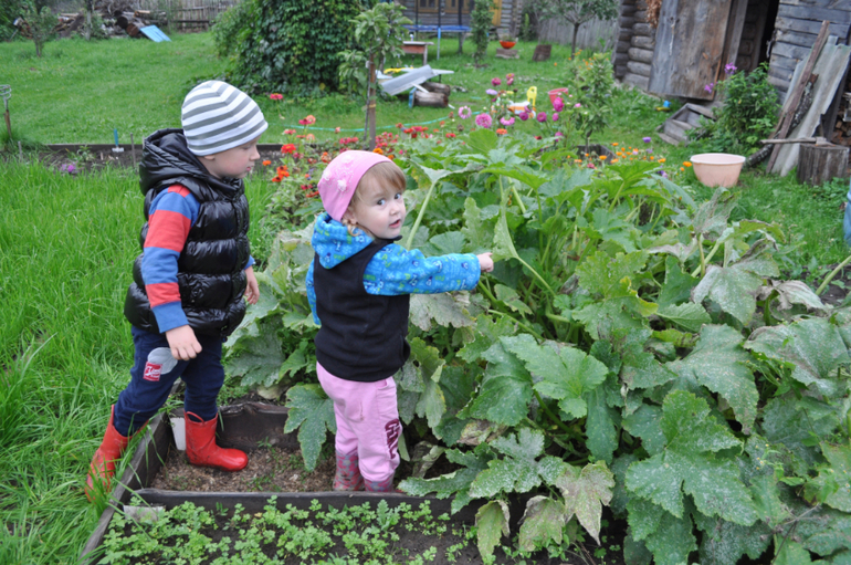 ТН Овощи, фрукты