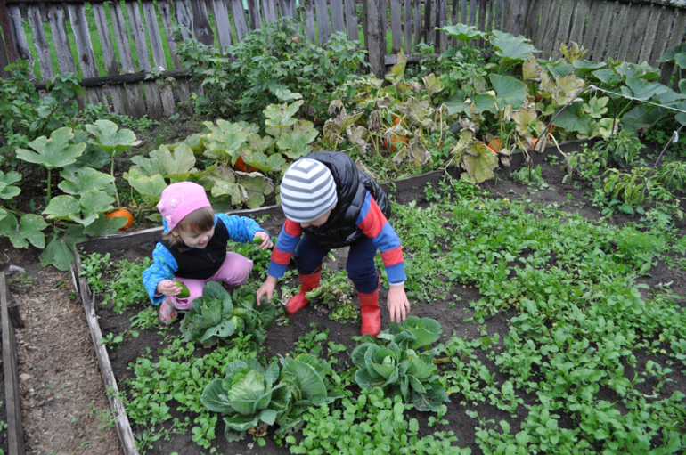 ТН Овощи, фрукты