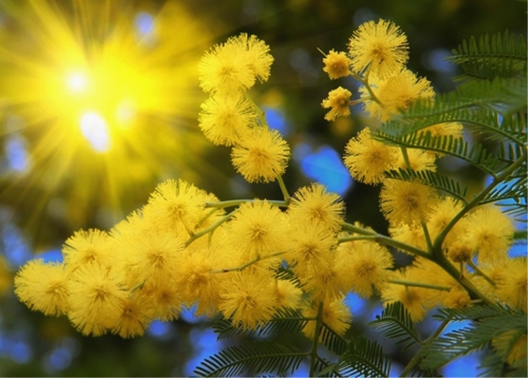 С Весной)