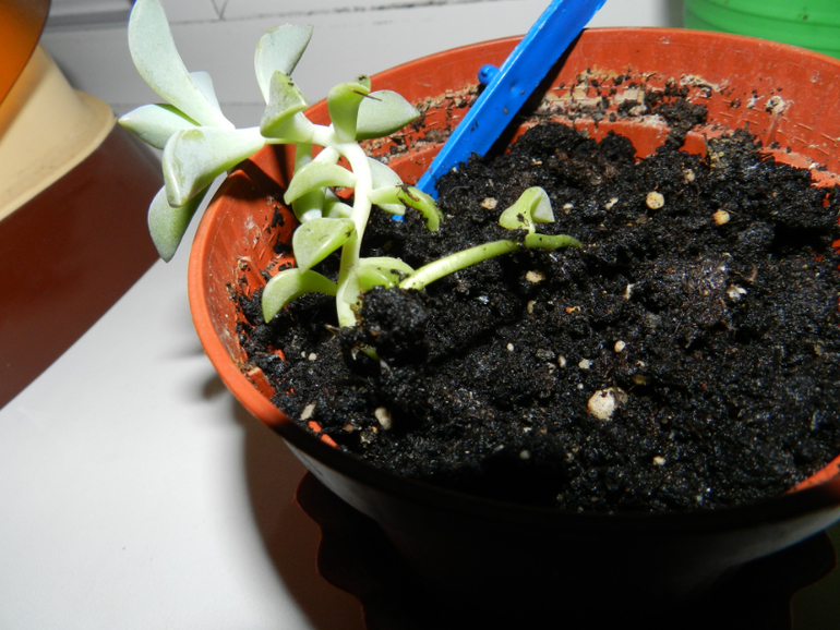 Седум. Несколько вопросов