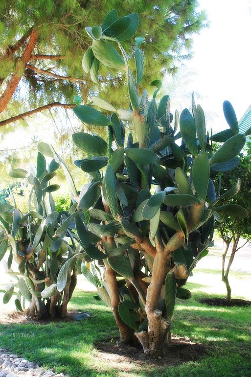 Отличный отдых в IC Green Palace, Турция, сентябрь 2013.