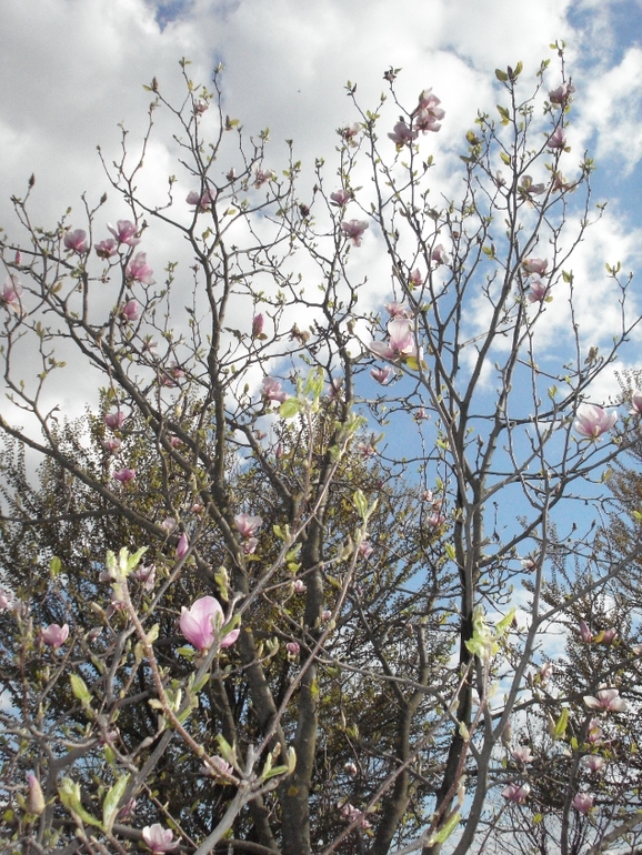 парк (20.04.2014)