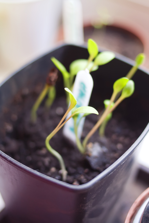 Рассада помидор и др.