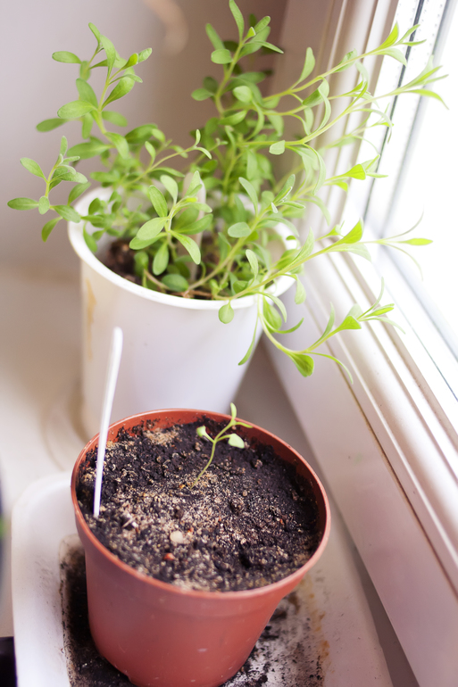 Рассада помидор и др.