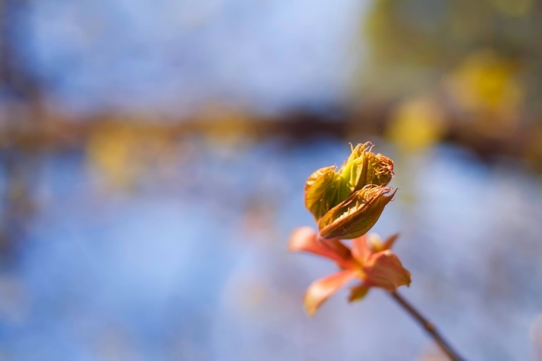 К вопросу о том, когда зацветет Коломенский парк