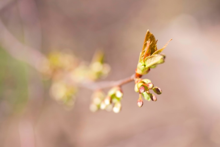 К вопросу о том, когда зацветет Коломенский парк