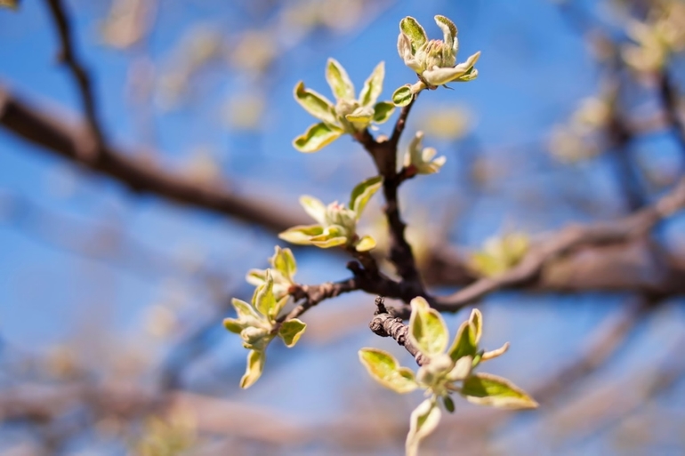 К вопросу о том, когда зацветет Коломенский парк