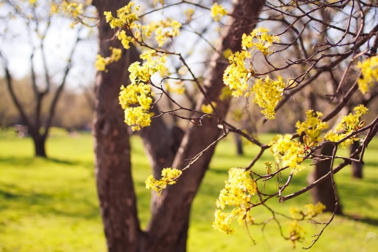 К вопросу о том, когда зацветет Коломенский парк