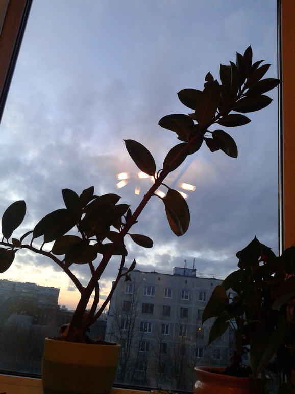 Помогите разобраться как и когда пересаживать цветочки?!