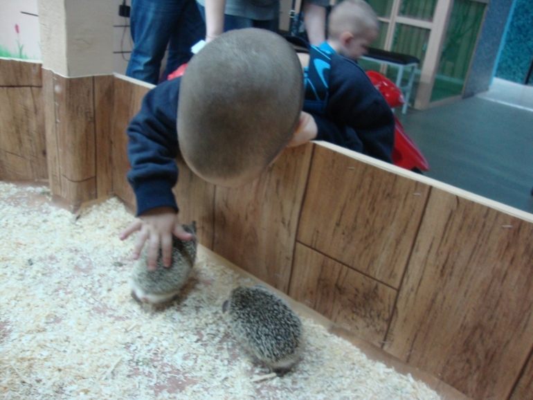 Контактный зоопарк в Теплом стане