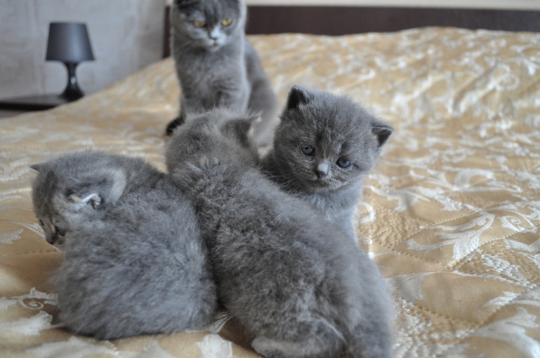 Наши котятки...