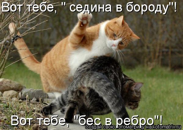 Котики))