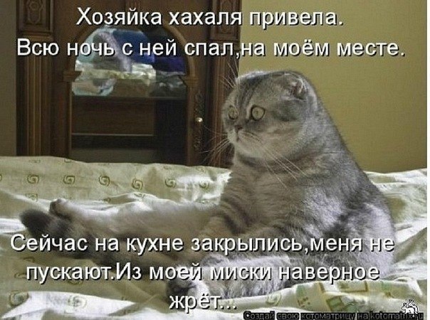 Котики))