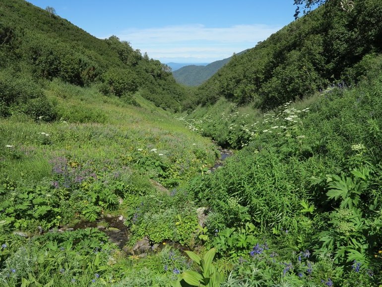 Камчатка - любовь моя. Осторожно, куча фото)