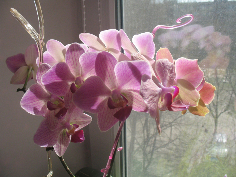 Мои орхидейки