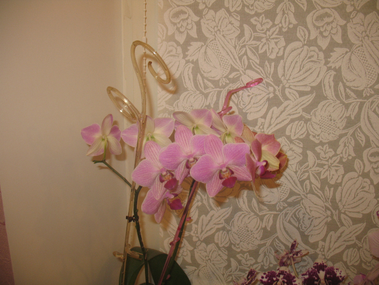 Мои орхидейки