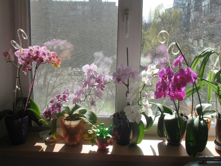 Мои орхидейки