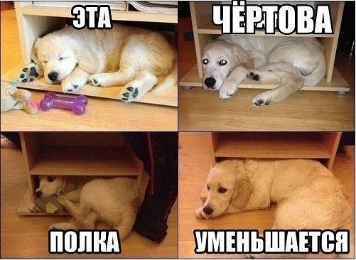 Юмор дня