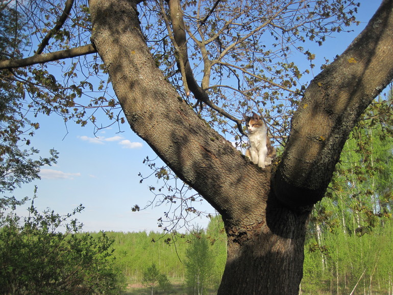 Кун-каникулы