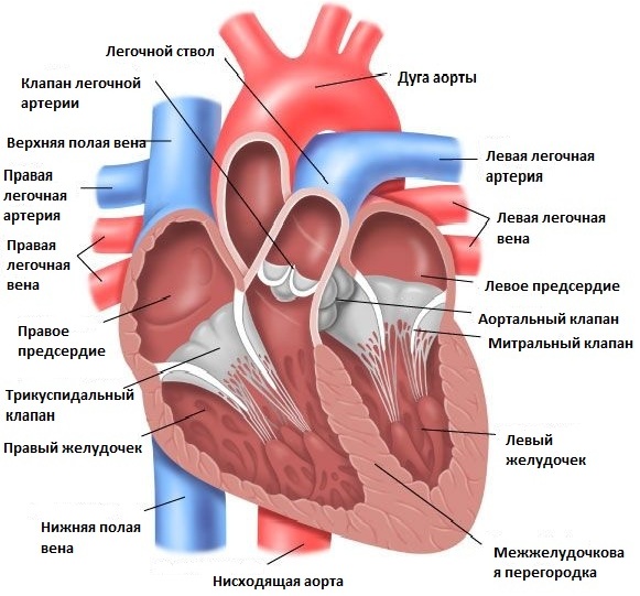 Сердечная астрономия