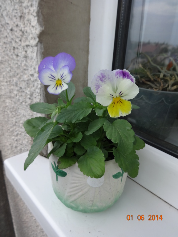 ЗАЦВЕТАЕТ МОЙ БАЛКОН