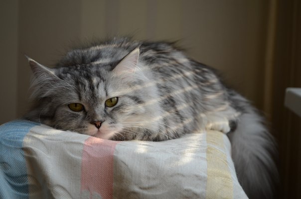 Моя девочка любимая)