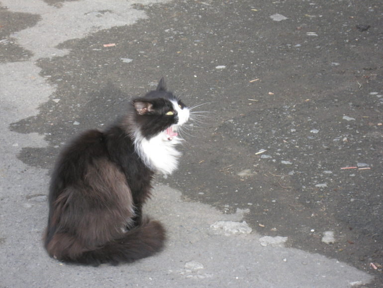 Пофоткала кисок!